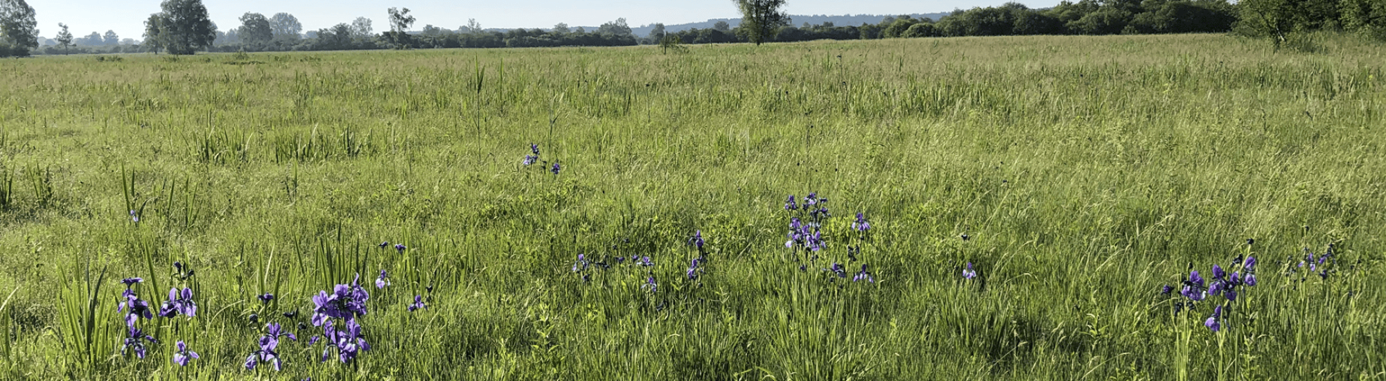 Moorwiese Lilien